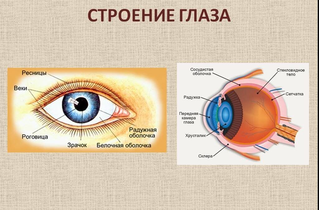 15.ЕДА, КОТОРАЯ ЛЕЧИТ ЗРЕНИЕ