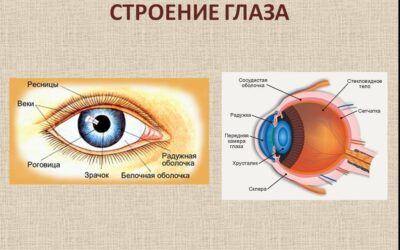 15.ЕДА, КОТОРАЯ ЛЕЧИТ ЗРЕНИЕ
