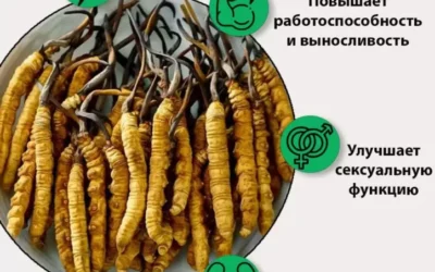 30. ЧТО ТАКОЕ «КОРДИЦЕПС».