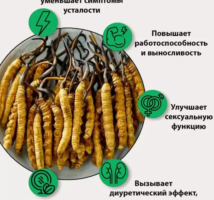 30. ЧТО ТАКОЕ «КОРДИЦЕПС».